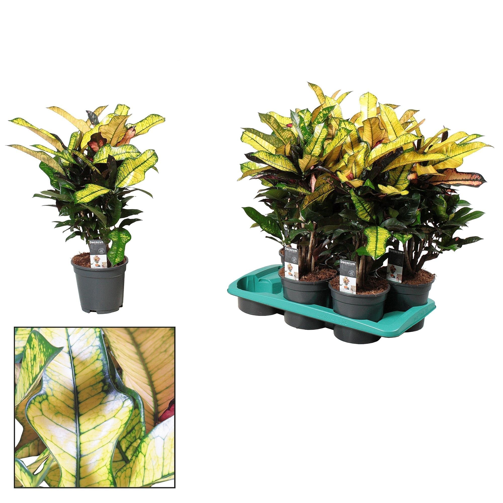 Croton Wilma – Zimmerpflanze – Ø17cm – ↕60cm – Bunte Tropenpflanze mit leuchtend gefärbtem Laub – Pflegeleicht & dekorativ – Plant