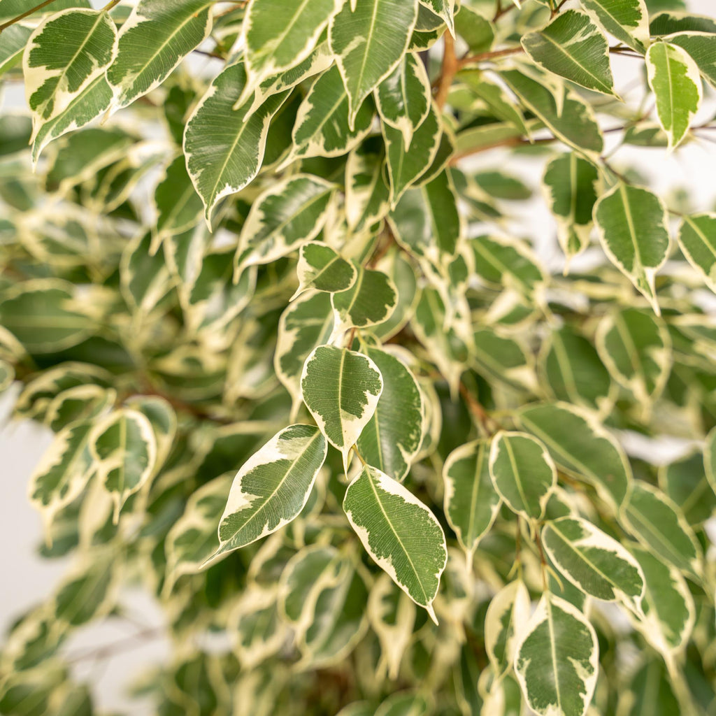 Ficus benjamina Twilight – Ø21cm – ↕95cm inkl. Korb Selin – Luftreinigende Zimmerpflanze mit weiß-grünem Blattmuster – Eleganter Benjamini im Natur-Flechtkorb – Für Wohnzimmer Büro Flur – Frisch aus der Gärtnerei – Plant