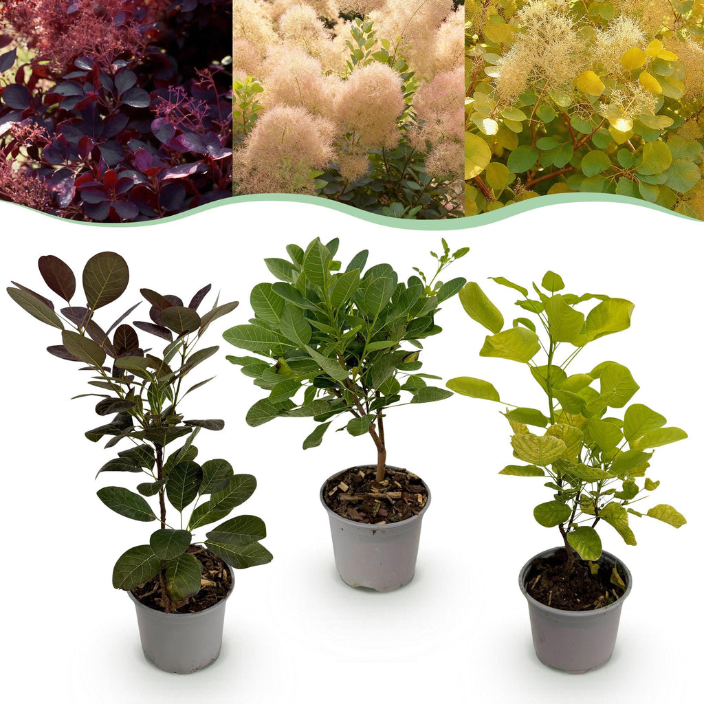 Perückenstrauch Cotinus coggyria Tricolour – 3 Pflanzen – 12cm – Höhe ca. 35cm – Pflegeleichter Strauch in Lila, Grün & Gelb