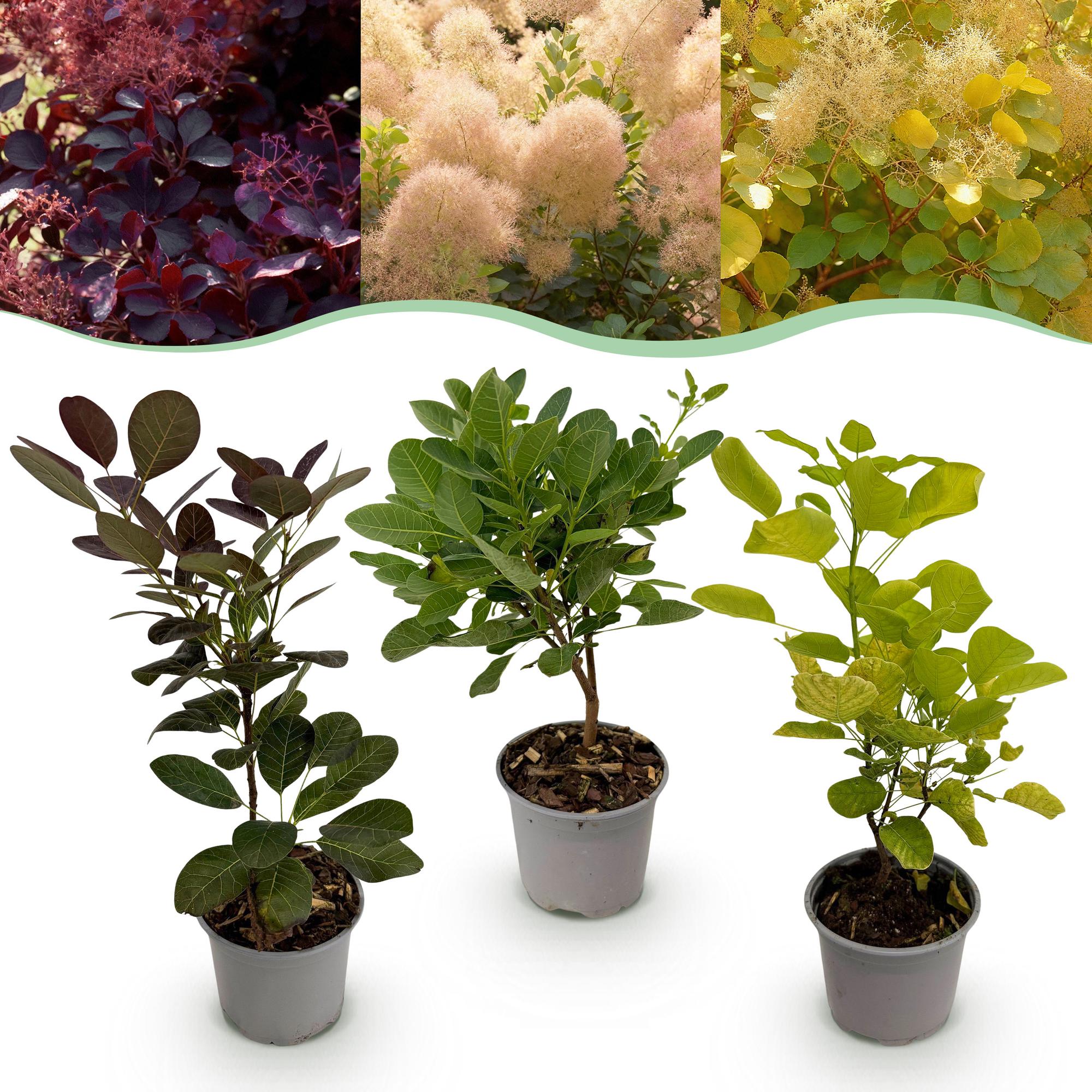 Perückenstrauch Cotinus coggyria Tricolour – 3 Pflanzen – 12cm – Höhe ca. 35cm – Pflegeleichter Strauch in Lila, Grün & Gelb