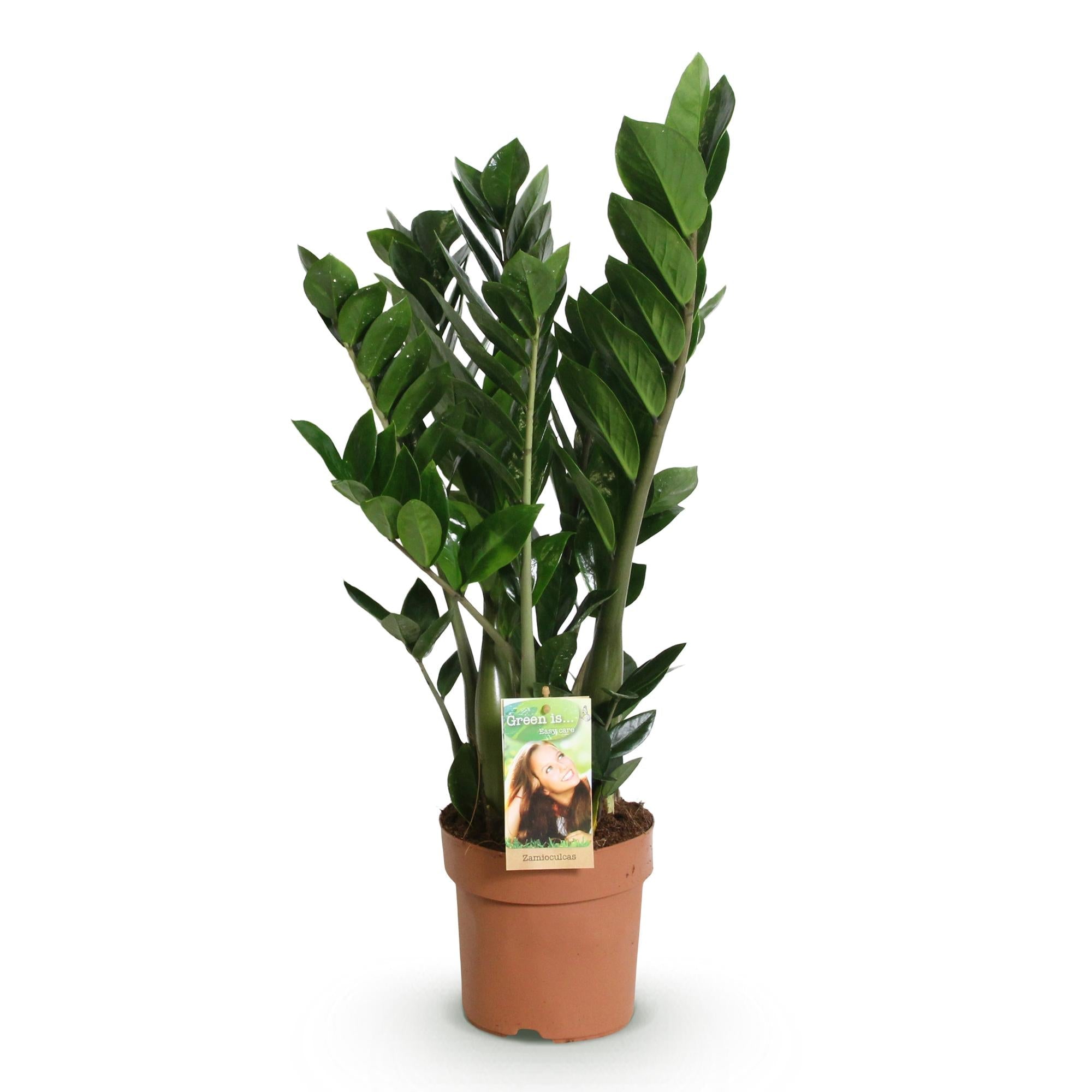 Zamioculcas – ZZ – Pflanze 65-75cm – 17cm – Pflegeleichte dunkelgrüne Zimmerpflanze – Robuste Grünpflanze für Wohnzimmer, Büro & Schlafzimmer – Plant