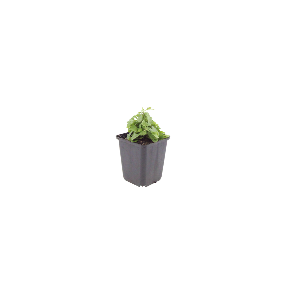 Gänseblümchen Erigeron karvinskianus – 10-25cm – Ø9cm – Langblühende Bodendecker Staude – Blühpflanze für Beet, Mauer & Balkon