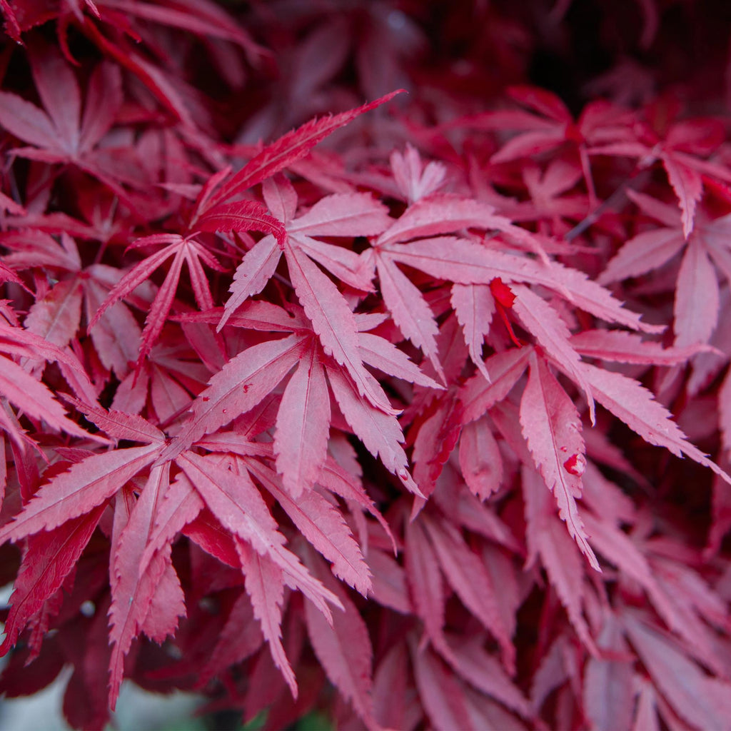 Japanischer Ahorn – Acer palmatum 'Skeeter’s Broom' – 2 Pflanzen – 70cm hoch – Ø19cm – kompakt wachsend – Balkon – & Gartenpflanze – Plant