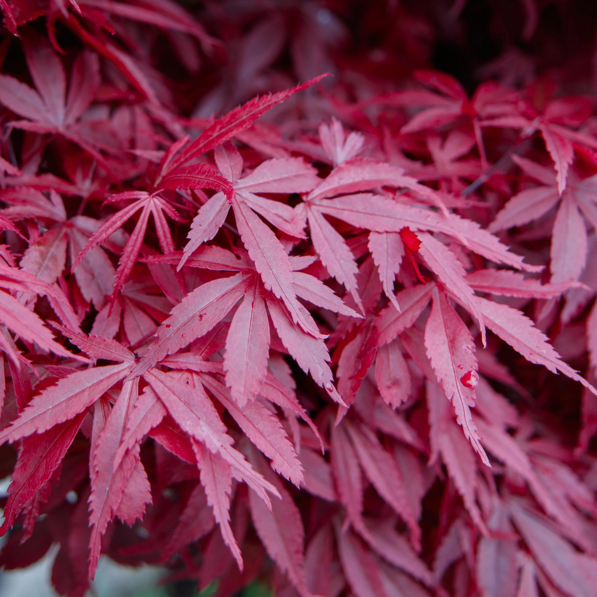 Japanischer Ahorn – Acer palmatum 'Skeeter’s Broom' – 2 Pflanzen – 70cm hoch – Ø19cm – kompakt wachsend – Balkon – & Gartenpflanze – Plant