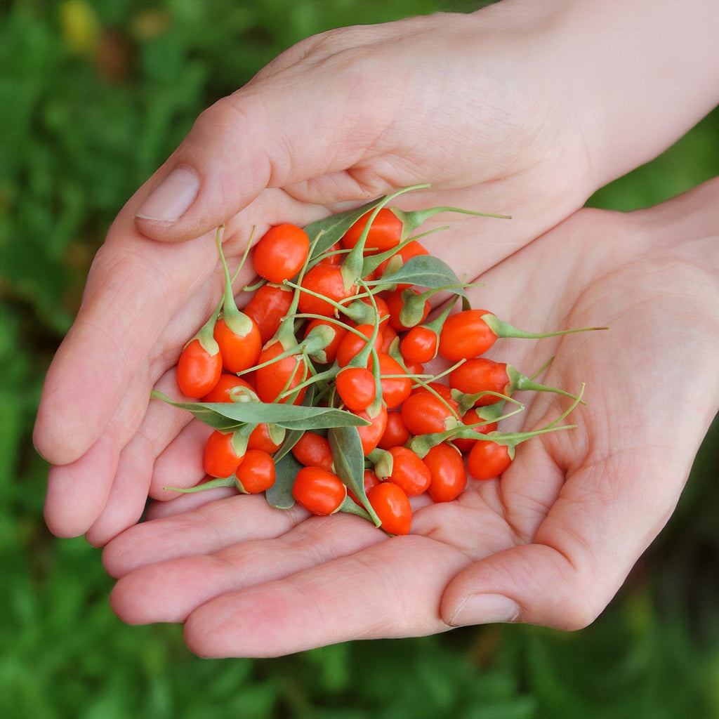 Goji – Beere Lycium barbarum winterhart Ø9cm Höhe 30cm – Rote orange Beerenpflanze für Garten Beet Balkon & Terrasse