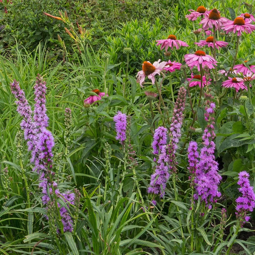 Staudenset für Bienen & Schmetterlinge – 6 mehrjährige Gartenstauden für 1m² – Ø11cm – Echinacea, Rittersporn, Stockrose & Prachtkerze – Plant