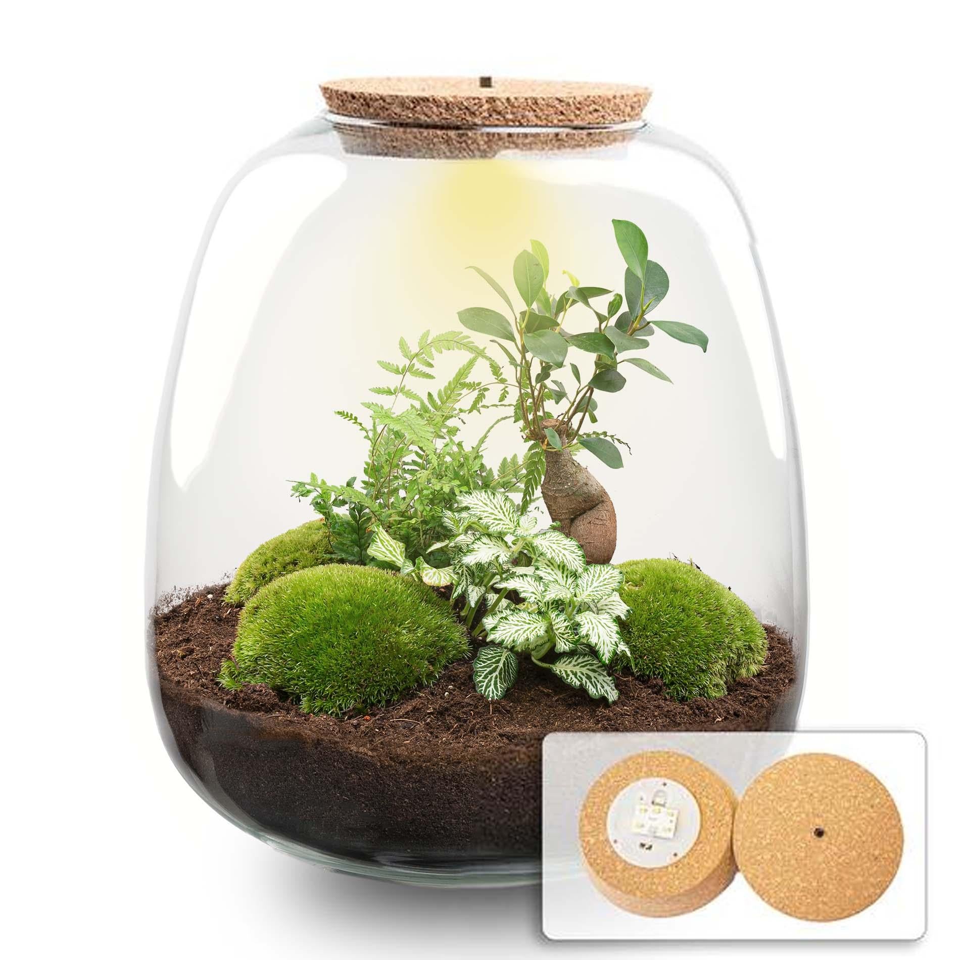 Flaschengarten Emma – Bausatz mit LED – Korkdeckel – Ø23cm ↕25cm – DIY Pflanzenterrarium mit Ficus Ginseng Bonsai, Farn & Fittonia White Tiger – Plant
