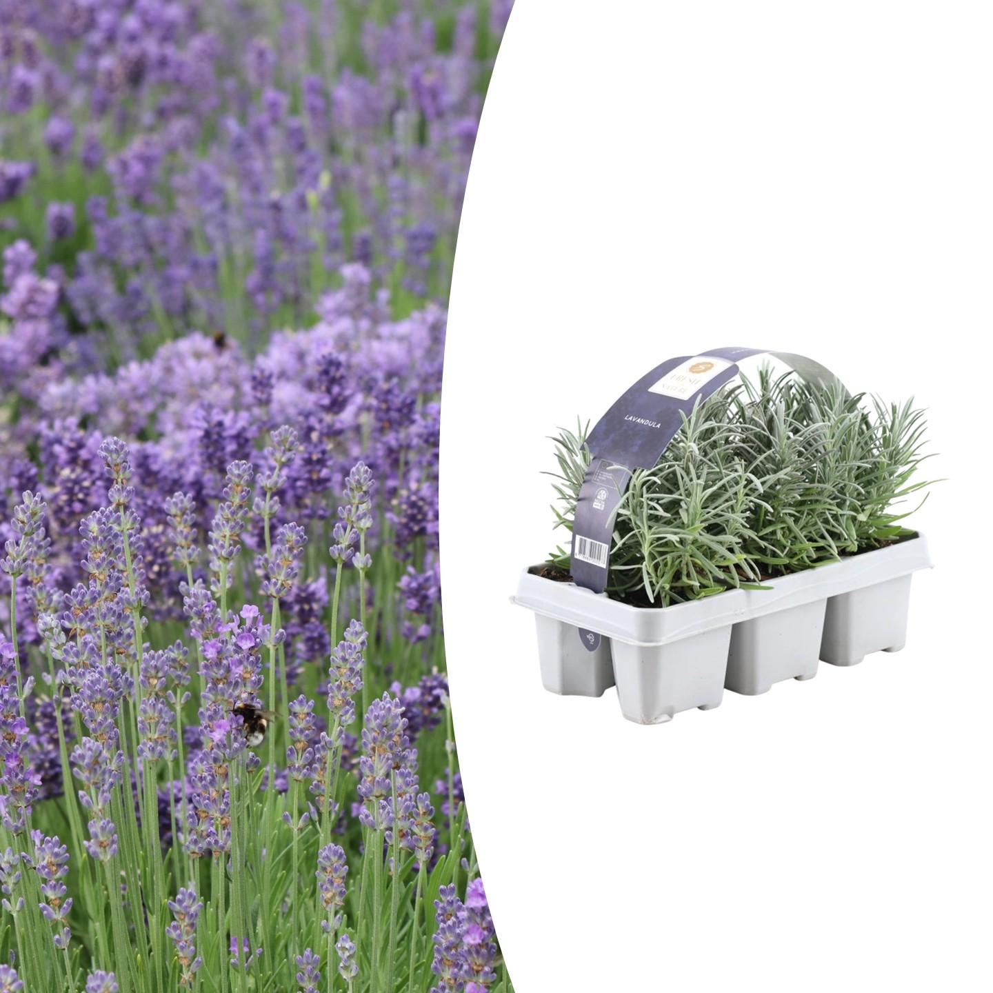 Echter Lavendel – Lavendel angustifolia – 6 Pflanzen – Ø7cm, ↕15cm – Duftend, Pflegeleicht & Winterhart – Für Garten, Balkon & Terrasse – Plant