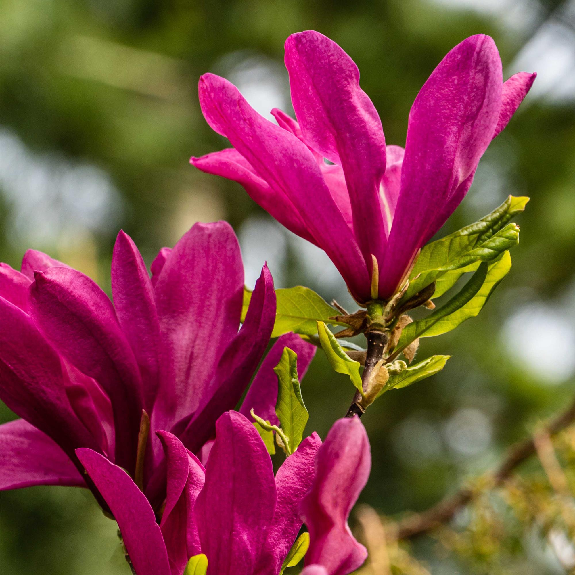 Purpur – Magnolie Magnolia Susan – Strauch – Blumen dunkelrosa – Wenig Pflege – 17cm Höhe 45cm – Frühjahrsblüher für Garten & Terrasse – Plant