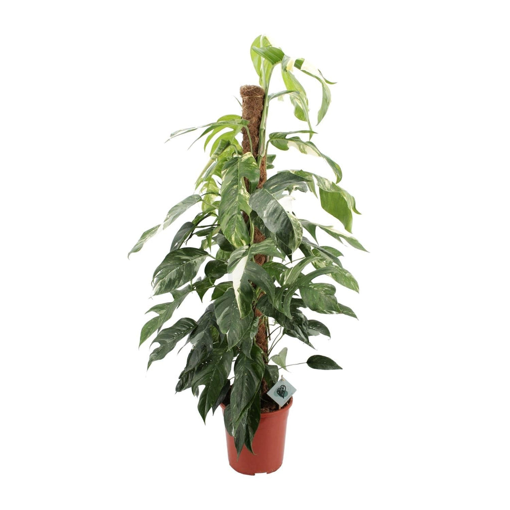 Efeutute Epipremnum Pinnatum Albo Variegata – Ø24cm – ca.125cm Zimmerpflanze – Weiß-grün panaschierte Kletterpflanze – Pflegeleicht & luftreinigend – Plant