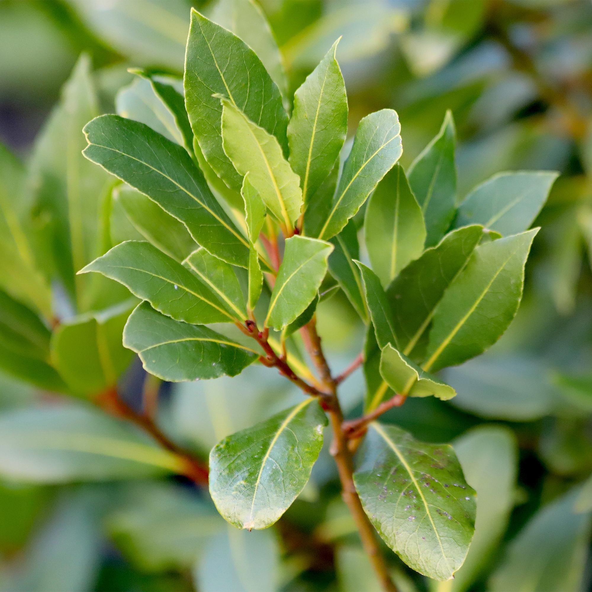 Laurus nobilis Stamm – Pflanze – Immergrüner Lorbeerbaum – Pflegeleicht – Ø19cm – Höhe ca. 90cm – Mediterranes Flair für Terrasse & Balkon – Plant