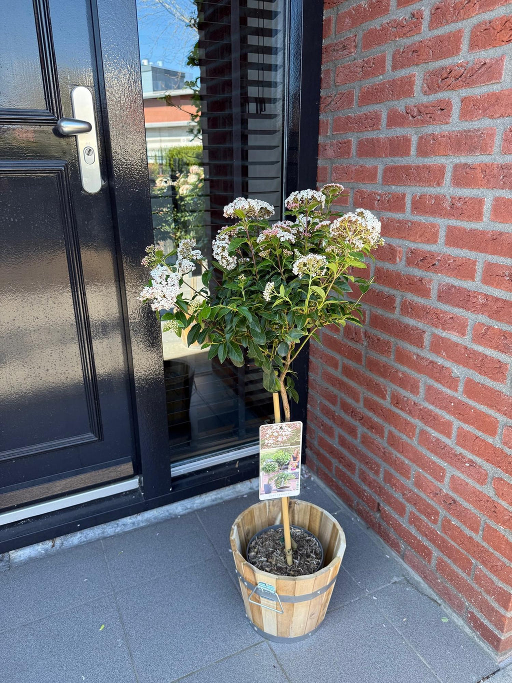 Viburnum tinus – Immergrüner Schneeball – Stamm – Pflanze – Ø19cm – Höhe ca. 90cm – Winterblüher – pflegeleicht – Für Terrasse, Balkon & Garten – Plant