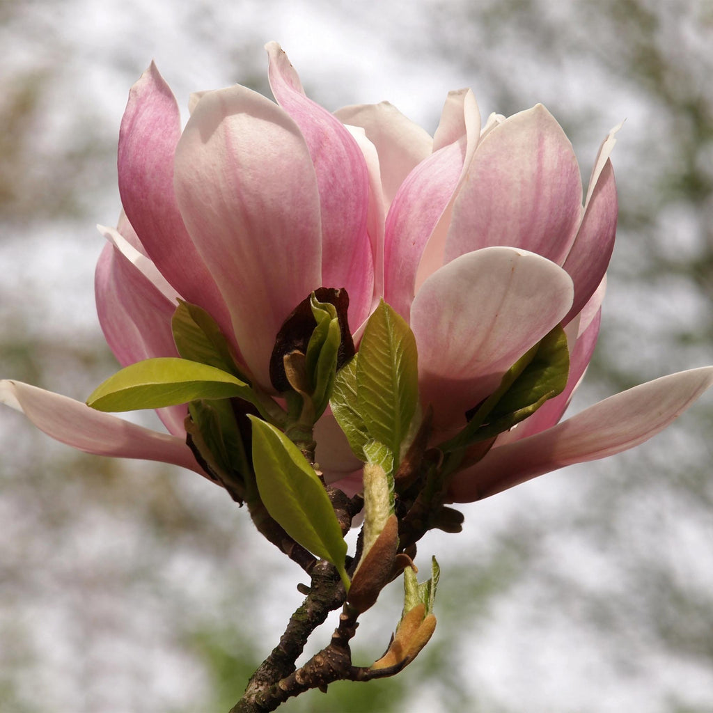 Tulpen – Magnolie Magnolia Soulangiana – Strauch/Baum – Blüten Hellrosa – Frühjahrsblüher – Pflegeleicht – 17cm Höhe 45cm – Für Garten & Terrasse – Plant