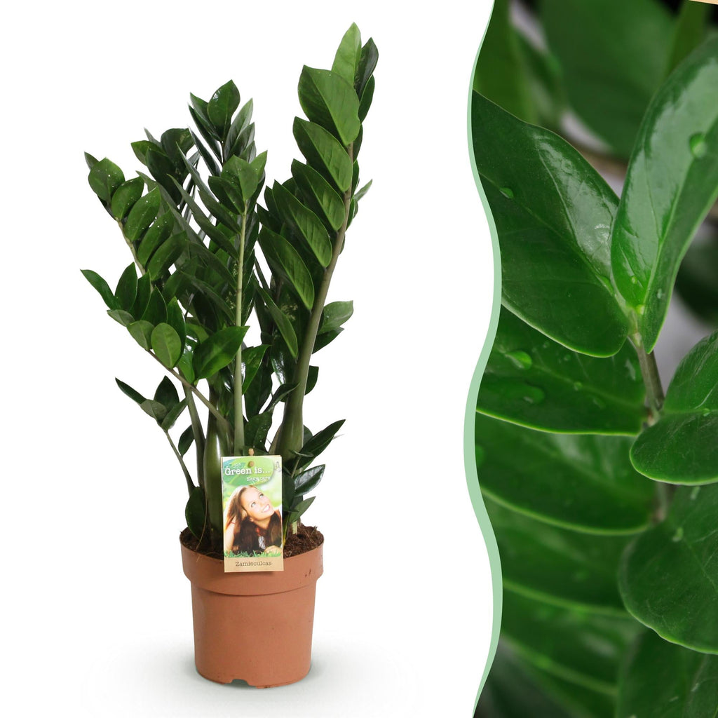 Zamioculcas – ZZ – Pflanze 65-75cm – 17cm – Pflegeleichte dunkelgrüne Zimmerpflanze – Robuste Grünpflanze für Wohnzimmer, Büro & Schlafzimmer – Plant