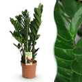 Zamioculcas – ZZ – Pflanze 65-75cm – 17cm – Pflegeleichte dunkelgrüne Zimmerpflanze – Robuste Grünpflanze für Wohnzimmer, Büro & Schlafzimmer – Plant