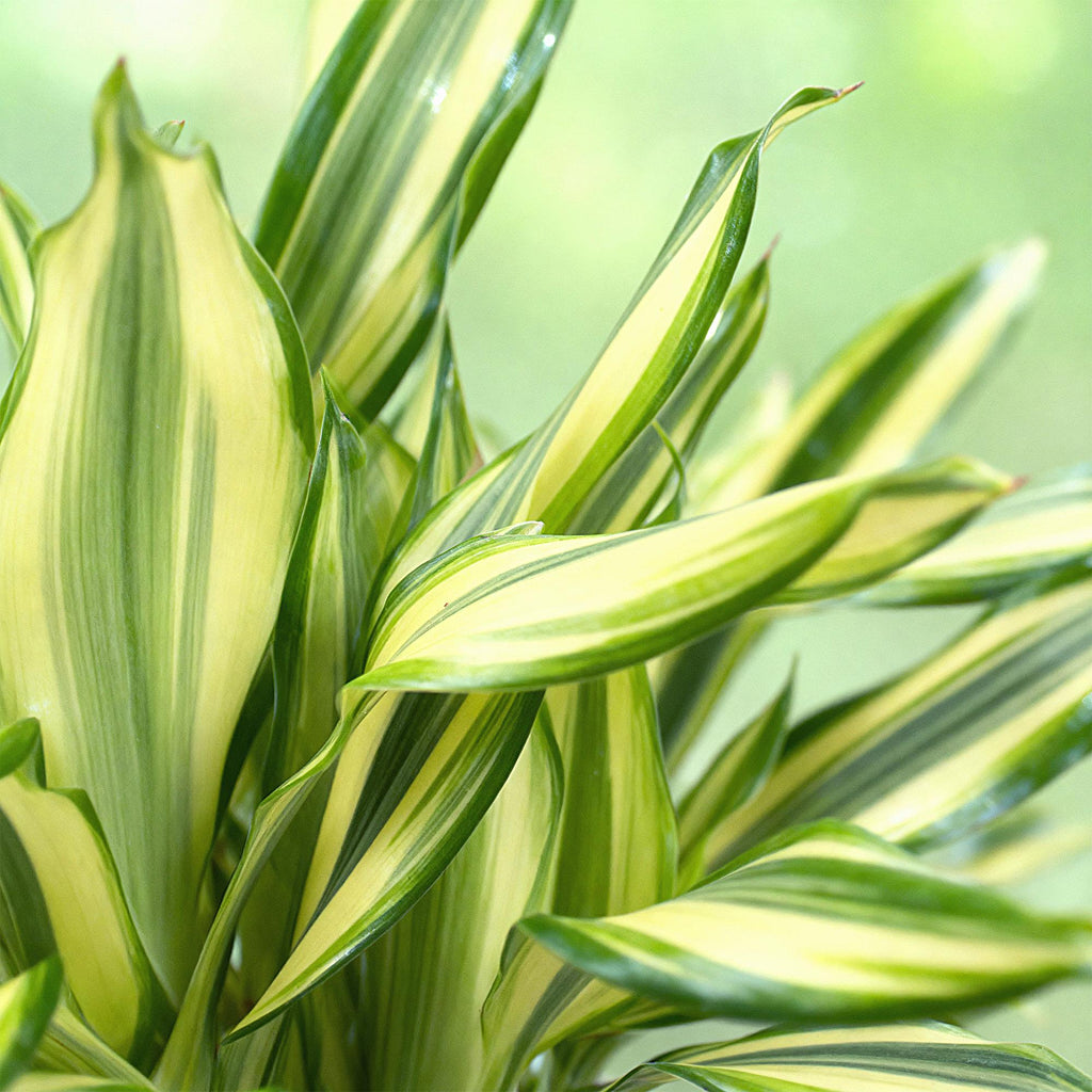 Dracaena fragrans Diamond Dream – 50-55cm – 17cm inkl. Naturkorb – Pflegeleichter Drachenbaum – Plant