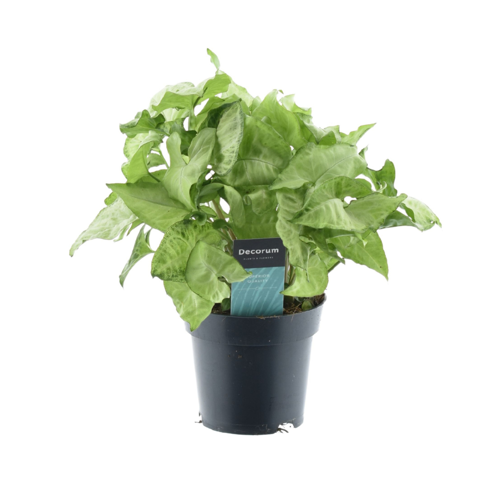 Syngonium White Butterfly 'Feel Green' – Zimmerpflanze – Ø14cm – ↕35cm – Pflegeleichte Kletterpflanze mit hellgrünen Blättern – Plant