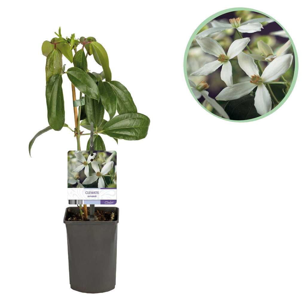 Kletterpflanze – Clematis armandii – Weiße Blüten – Immergrün – Duftend – 11cm – Höhe 40cm – Frühblüher – Pflegeleicht – Plant
