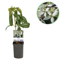 Kletterpflanze – Clematis armandii – Weiße Blüten – Immergrün – Duftend – 11cm – Höhe 40cm – Frühblüher – Pflegeleicht – Plant