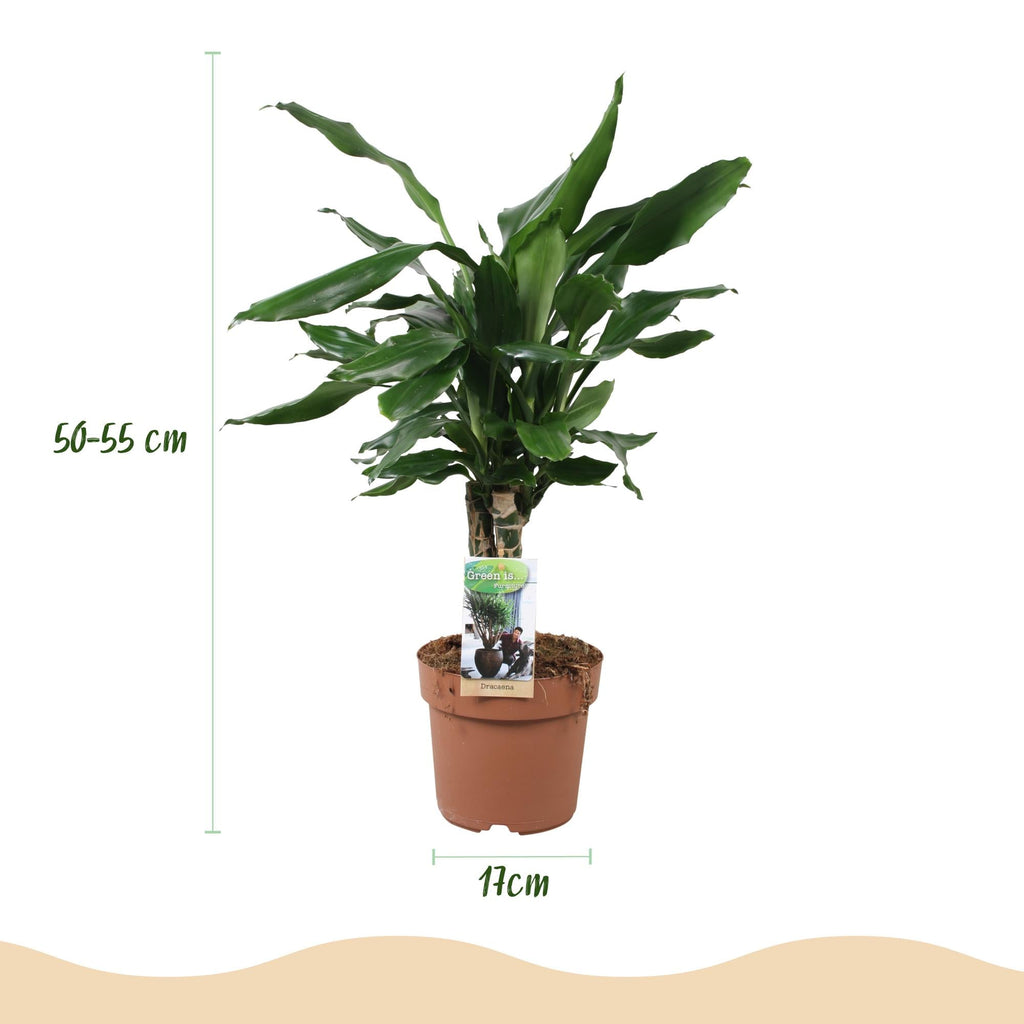 Dracaena fragrans Steudneri – 50-55cm – 17cm – Pflegeleichter Drachenbaum – Grüne Zimmerpflanze für Wohnzimmer, Büro & Schlafzimmer – Plant