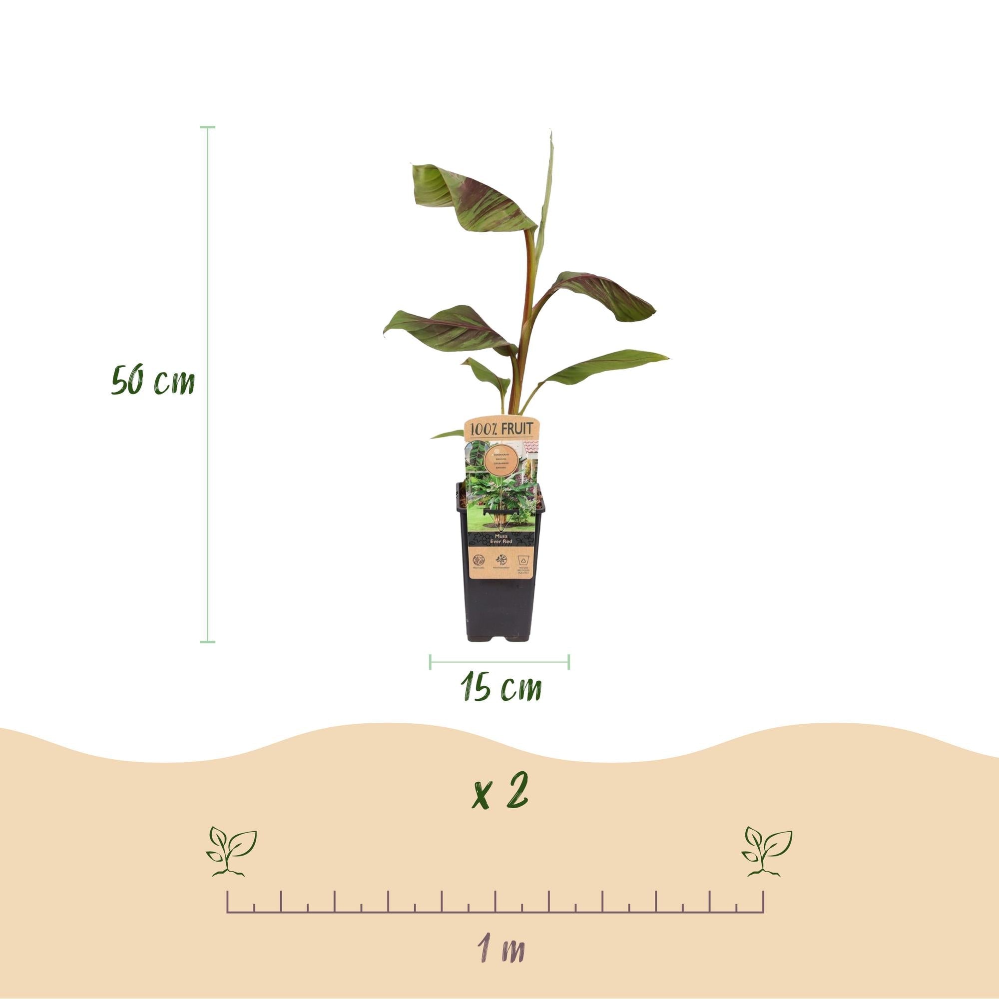 Bananenpflanze Japanische Faserbanane Musa Ever Red – Obstpflanze – Winterhart – 2 Pflanzen – 15cm – Höhe ca. 50cm – Plant