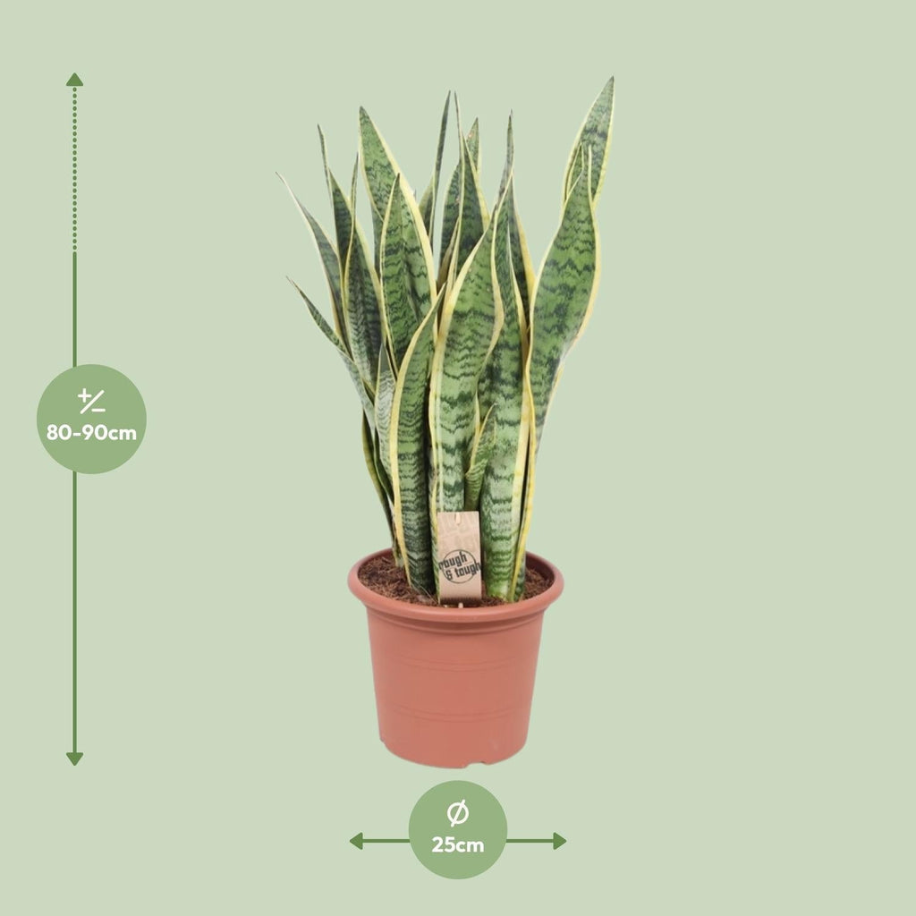 Bogenhanf – Sansevieria Trifasciata Laurentii – Ø25cm x ↕85cm – Schwiegermutterzunge mit gelb gerandeten Blättern – Plant