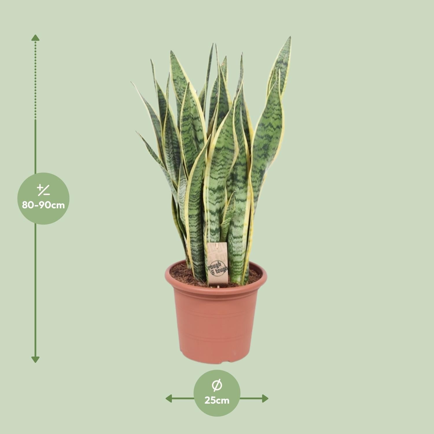 Bogenhanf – Sansevieria Trifasciata Laurentii – Ø25cm x ↕85cm – Schwiegermutterzunge mit gelb gerandeten Blättern – Plant