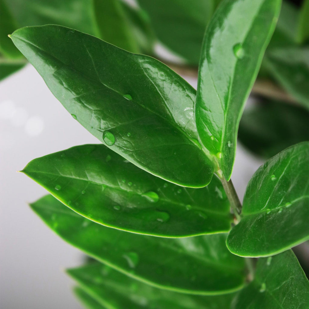 Zamioculcas – ZZ – Pflanze 65-75cm – 17cm – Pflegeleichte dunkelgrüne Zimmerpflanze – Robuste Grünpflanze für Wohnzimmer, Büro & Schlafzimmer – Plant
