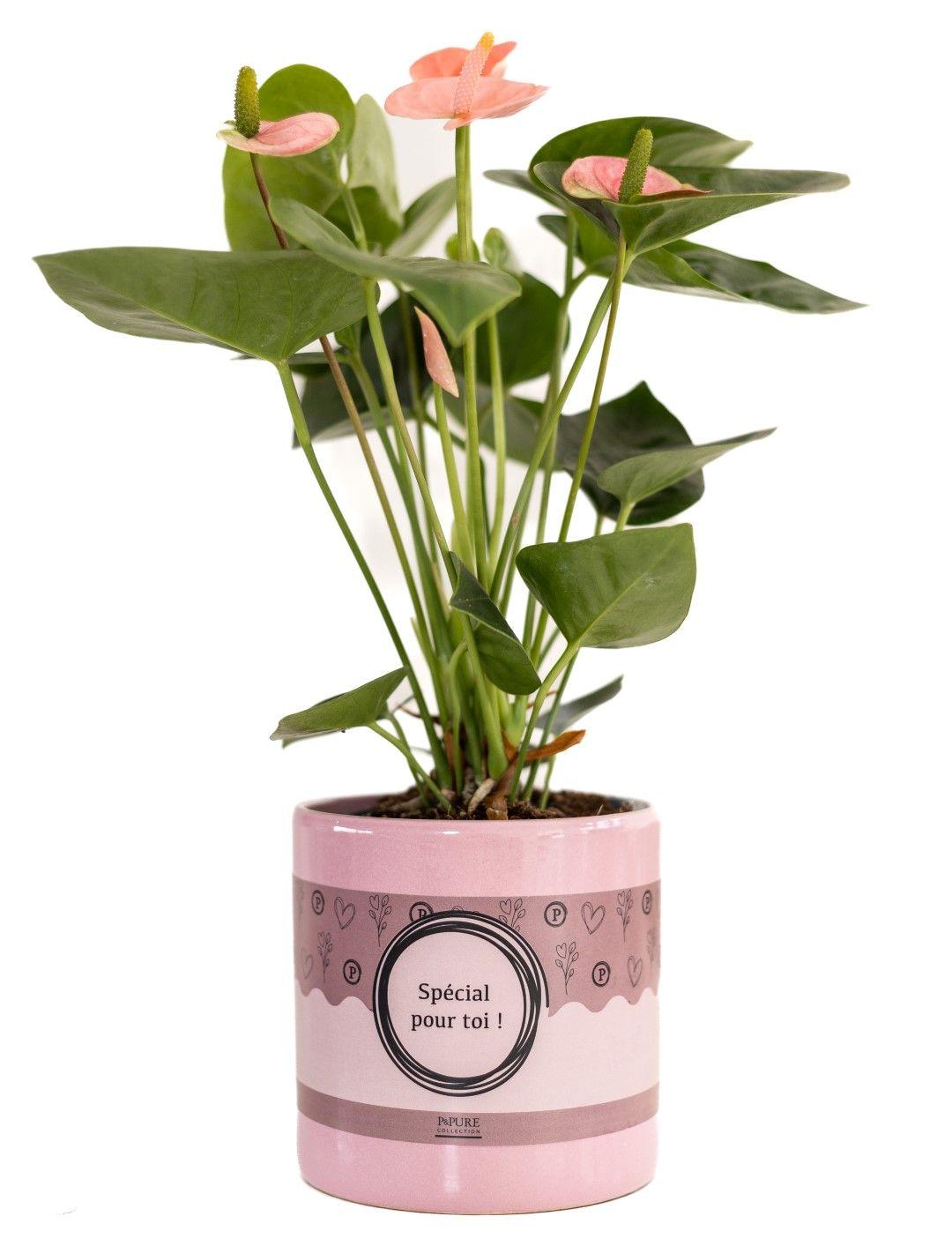 Anthurium Pink (Spirit) in SPECIAL POUR TOI Topf – Ø12cm ↕45cm – Edle Flamingoblume mit pinken Blüten – Plant