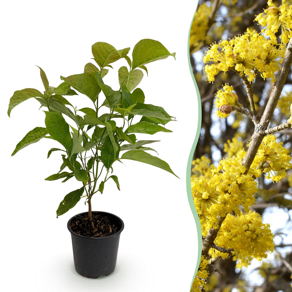 Cornus mas – 12cm – Höhe ca. 35cm – Gelbe Frühjahrsblüte & dunkelgrünes Laub – Laubabwerfender pflegeleichte Kornelkirsche für Beet, Balkon & Terrasse – Plant