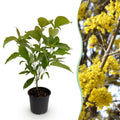 Cornus mas – 12cm – Höhe ca. 35cm – Gelbe Frühjahrsblüte & dunkelgrünes Laub – Laubabwerfender pflegeleichte Kornelkirsche für Beet, Balkon & Terrasse – Plant