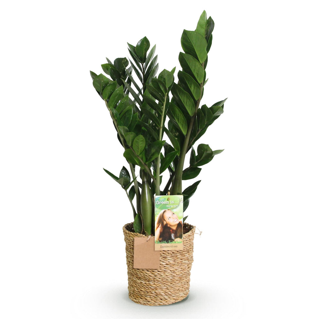 Zamioculcas – 65-75cm – 17cm inkl. Naturkorb – Pflegeleichte ZZ – Pflanze – Robuste Grünpflanze für Wohnzimmer, Büro & Schlafzimmer – Plant
