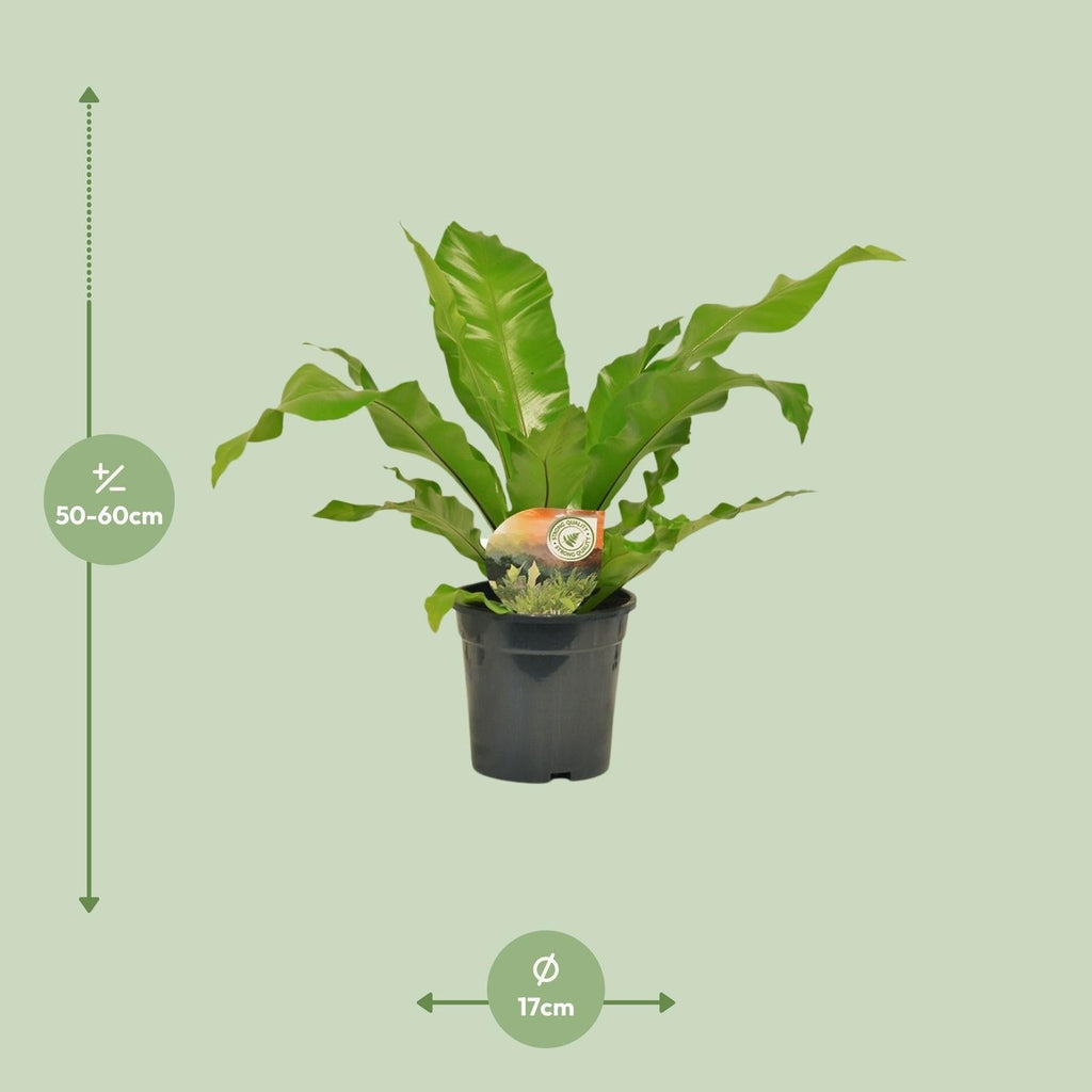 Nestfarn Asplenium Nidus – Ø17cm – Höhe 60cm – Pflegeleichte Zimmerpflanze mit dekorativen Farnwedeln – Plant