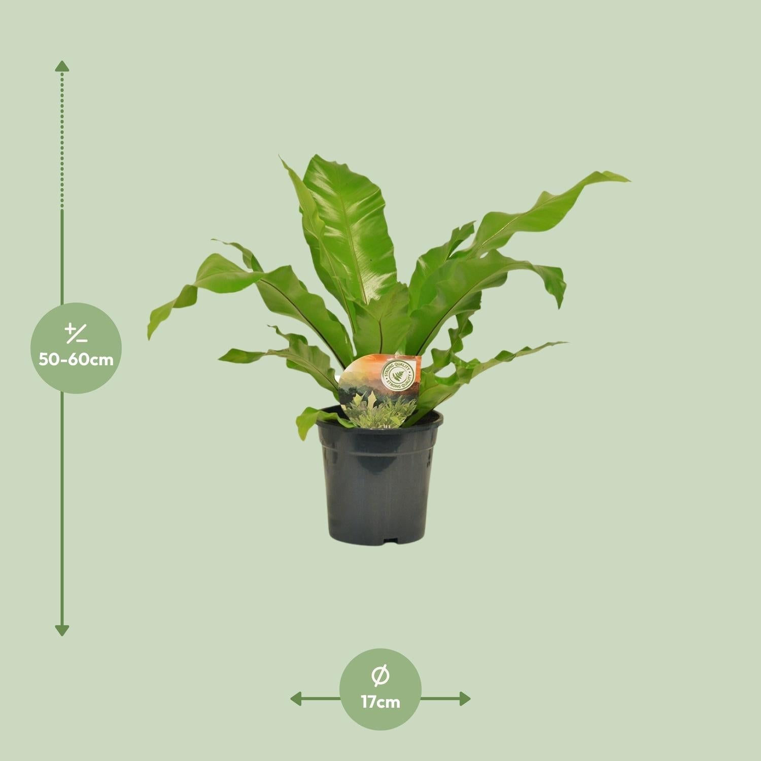 Nestfarn Asplenium Nidus – Ø17cm – Höhe 60cm – Pflegeleichte Zimmerpflanze mit dekorativen Farnwedeln – Plant