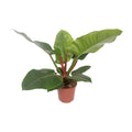 Baumfreund – Philodendron Imperial Green – Zimmerpflanze – Ø17cm – ↕60cm – Tropische, pflegeleichte Grünpflanze mit glänzenden Blättern