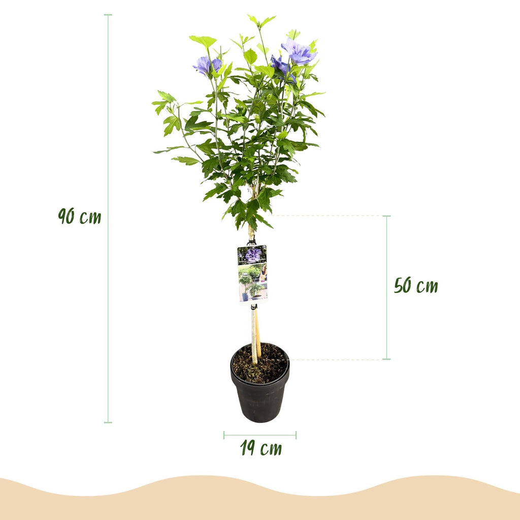 Hibiscus syriacus Blue Chiffon – Pflegeleichte Stamm – Pflanze mit großen blauen Blüten – Laubabwerfend – Ø19cm – Höhe ca. 90cm – Plant