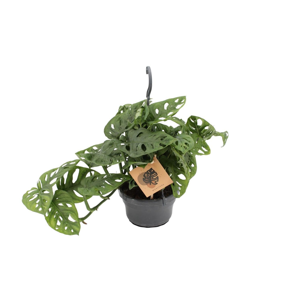 Fensterblatt Monstera Monkey Leaf – Zimmerpflanze – Ø14cm – Höhe 30cm – Luftreinigend – Pflegeleicht – Tropischer Indoor – Dschungel – Plant