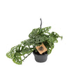 Fensterblatt Monstera Monkey Leaf – Zimmerpflanze – Ø14cm – Höhe 30cm – Luftreinigend – Pflegeleicht – Tropischer Indoor – Dschungel – Plant