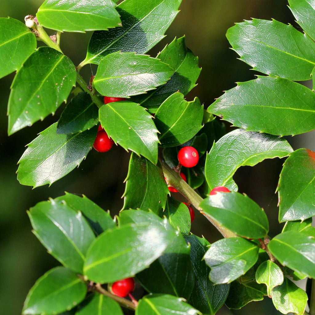Ilex meserveae 'Blue Maid' – Immergrüne Stamm – Pflanze – Ø19cm – Höhe ca. 90cm – Terrassenpflanze & Gartenpflanze – Pflegeleicht & wetterfest – Plant