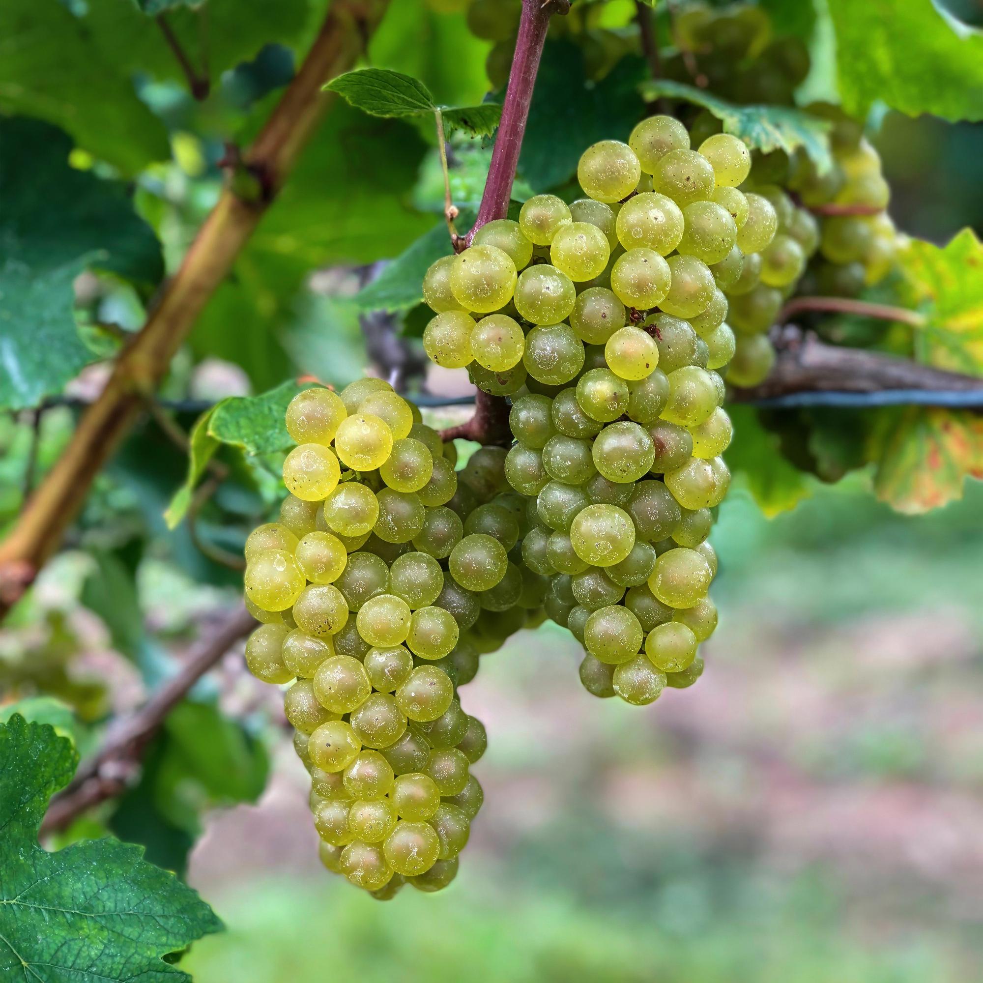 Weinrebe Vitis vinifera 'Bianca' – Weiße Traube – 2 Pflanzen – Ø15cm – Höhe ca. 50cm – Süße Tafeltrauben – Reich an Vitaminen – Plant