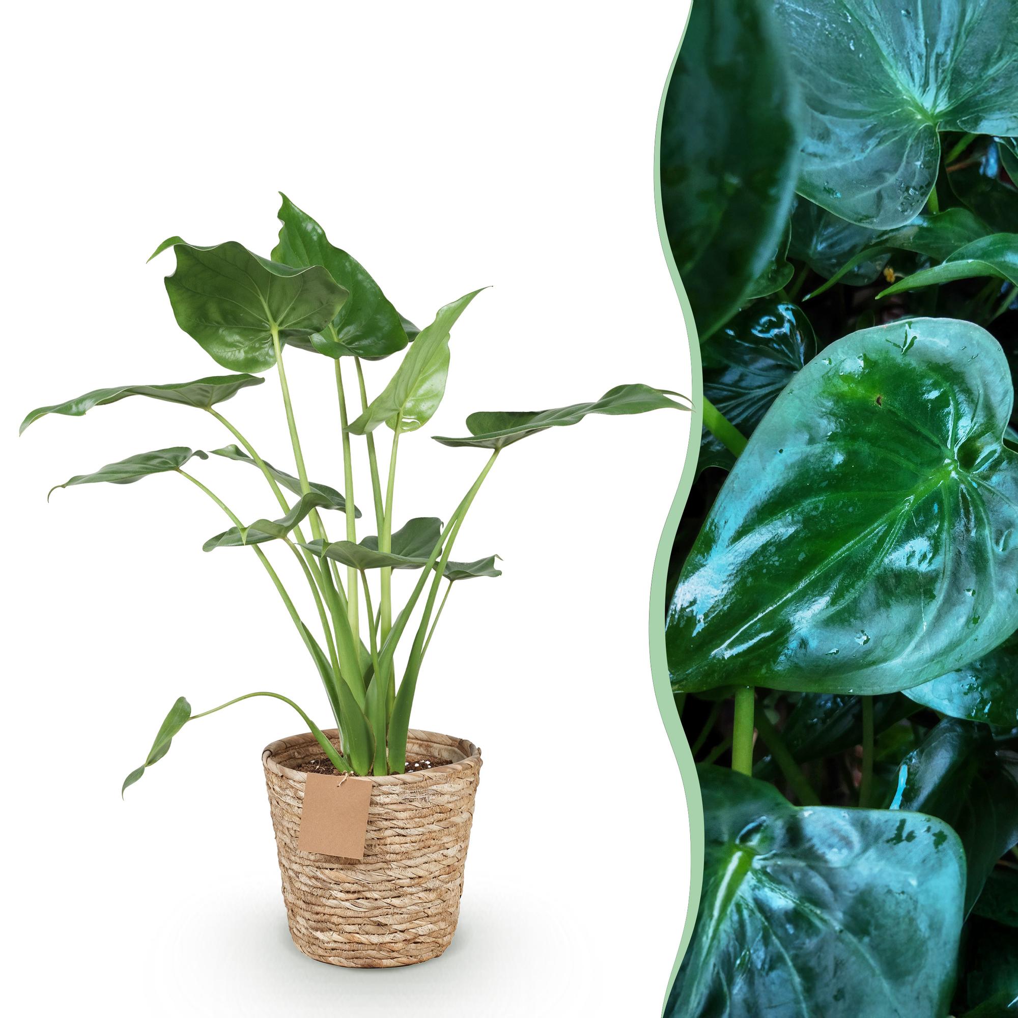Alocasia Cucullata – Buddha – Hand – 65-70cm – 21cm inkl. Naturkorb – Pflegeleichte exotische Zimmerpflanze – Herzförmige glänzende Blätter – Plant