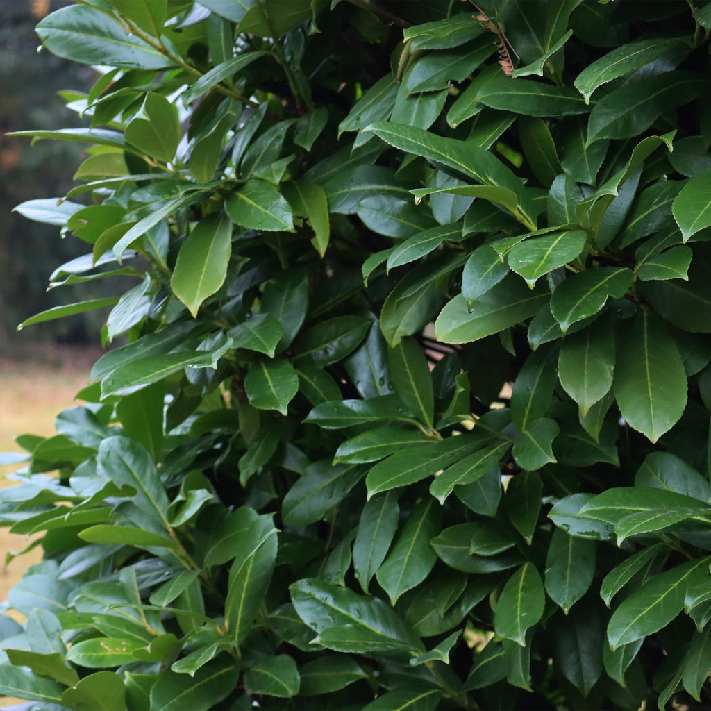 Kirschlorbeer Prunus laurocerasus Caucasica – Immergrün – 8 Pflanzen für 1m Hecke – Schnellwachsende & winterharte Heckenpflanze – Ø9cm Höhe 30-35cm – Plant