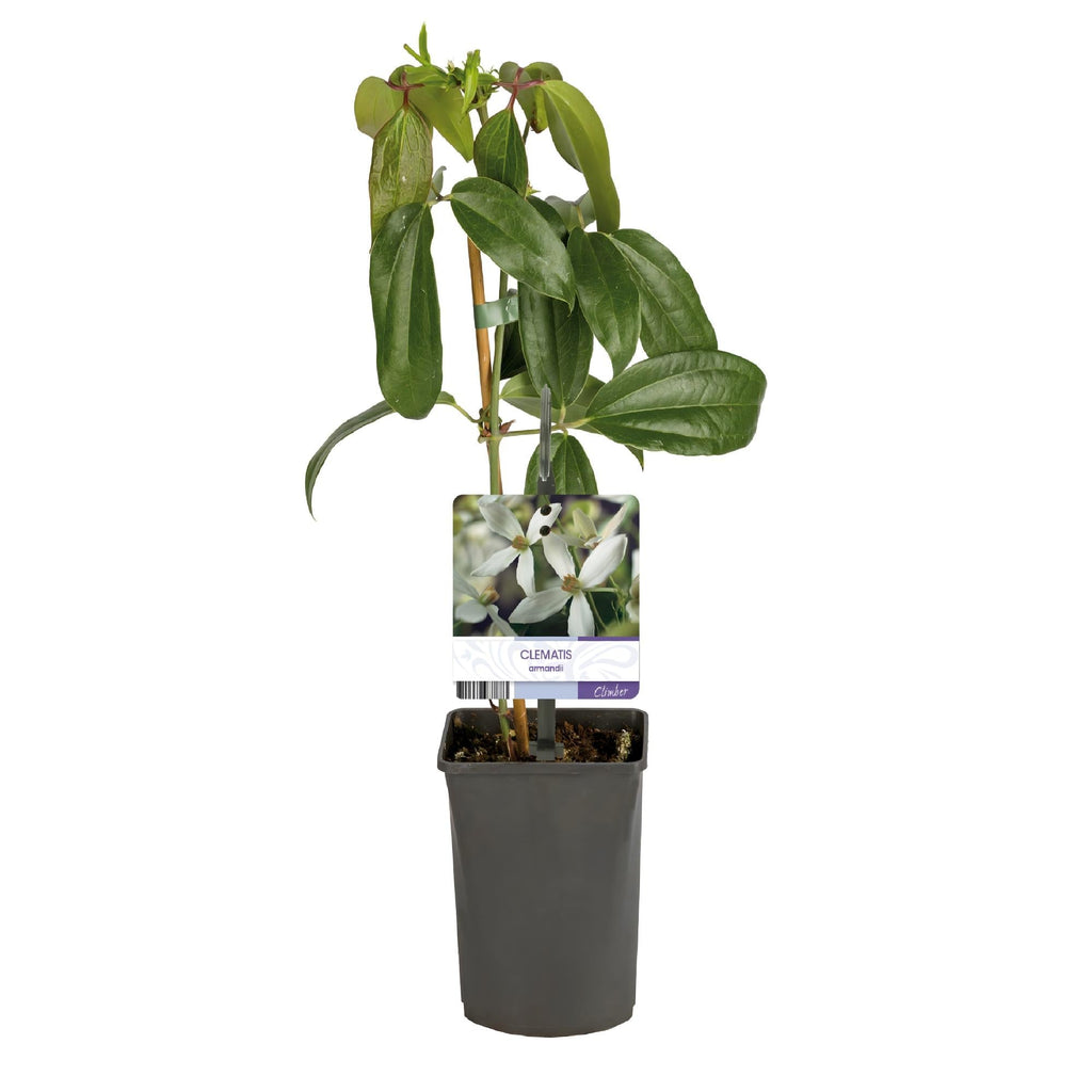 Kletterpflanze – Clematis armandii – Weiße Blüten – Immergrün – Duftend – 11cm – Höhe 40cm – Frühblüher – Pflegeleicht – Plant