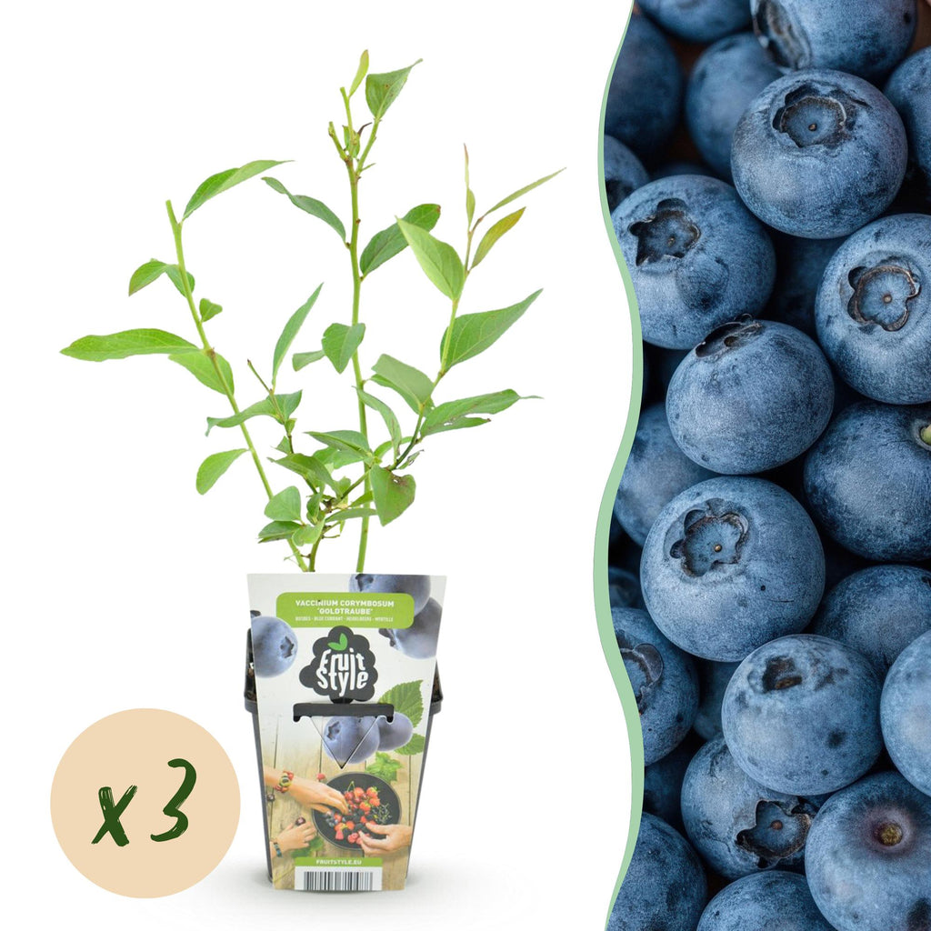 Blaubeere Vaccinium corymbosum Goldtraube winterhart Ø9cm Höhe 30cm – Aromatische Heidelbeere für Garten Balkon & Terrasse