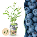 Blaubeere Vaccinium corymbosum Goldtraube winterhart Ø9cm Höhe 30cm – Aromatische Heidelbeere für Garten Balkon & Terrasse