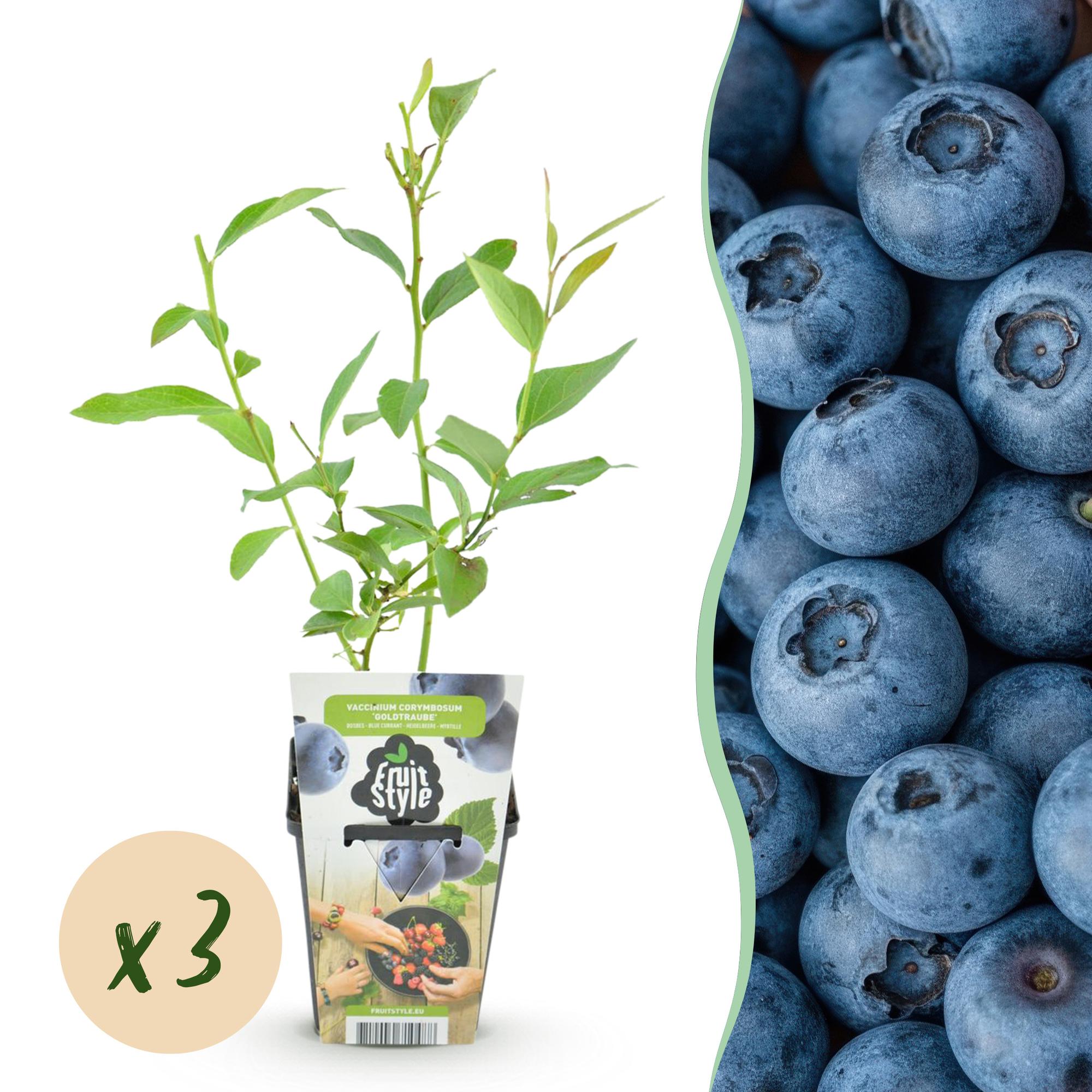Blaubeere Vaccinium corymbosum Goldtraube winterhart Ø9cm Höhe 30cm – Aromatische Heidelbeere für Garten Balkon & Terrasse