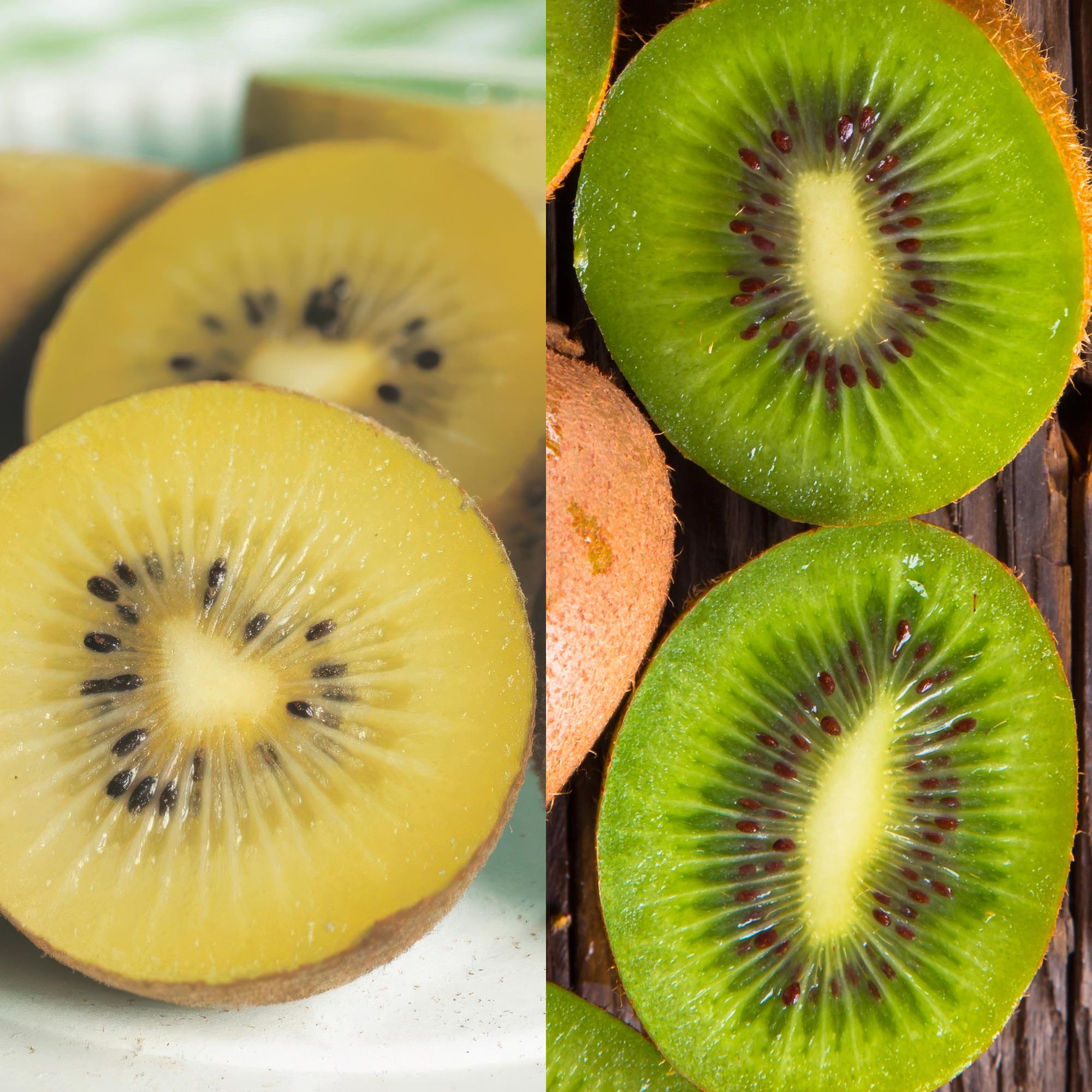 Obstpflanzen Grüne Kiwi 'Jenny' & Goldene Kiwi – 2 Pflanzen – 15cm – Höhe 50cm – Süße, vitaminreiche Früchte – Pflegeleicht & winterhart – Plant