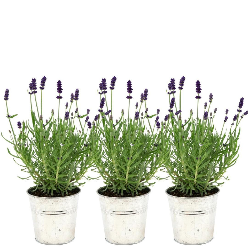 Echter Lavendel Lavandula angustifolia Felice – 3 Pflanzen – Duftender Lavendel im Dekotopf Old Look – Ø13cm – Winterhart – Plant
