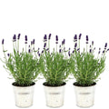 Echter Lavendel Lavandula angustifolia Felice – 3 Pflanzen – Duftender Lavendel im Dekotopf Old Look – Ø13cm – Winterhart – Plant