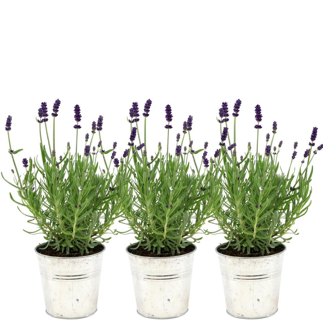 Echter Lavendel Lavandula angustifolia Felice – 3 Pflanzen – Duftender Lavendel im Dekotopf Old Look – Ø13cm – Winterhart – Plant